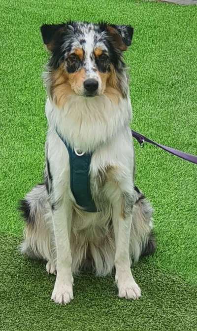 Die Dogorama Kalender Challenge Titelbild-Beitrag-Bild