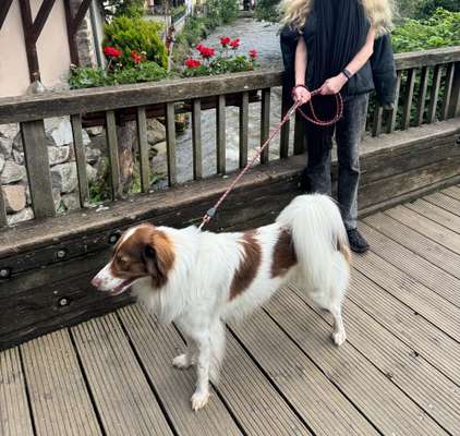 Kooikerhondje-Beitrag-Bild