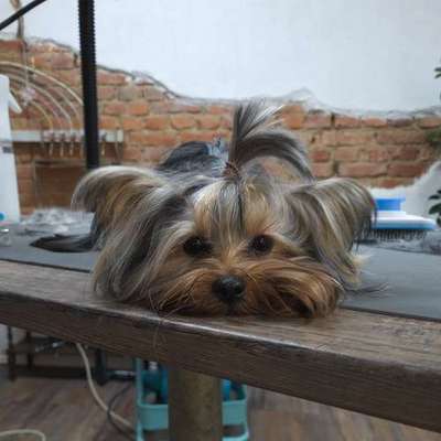 Halli Hallo ,gibt es hier weitere Hundefriseure? ⭐😉-Beitrag-Bild