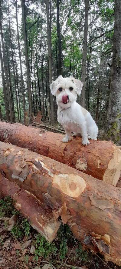 Die Dogorama Monats Challenge "Es grünt und blüht"-Beitrag-Bild