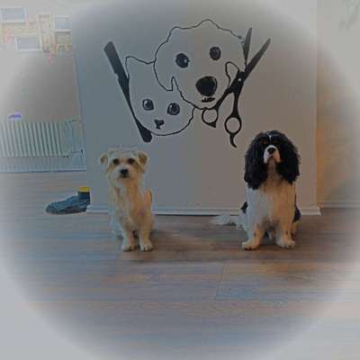 Halli Hallo ,gibt es hier weitere Hundefriseure? ⭐😉-Beitrag-Bild