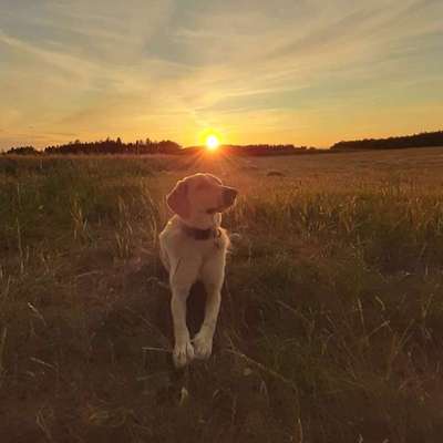 Hundetreffen-Spontane Spaziergänge-Bild