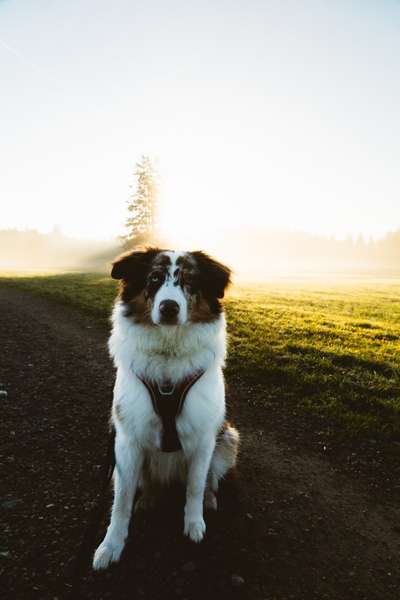 Hundetreffen-Hundekontakt-Bild