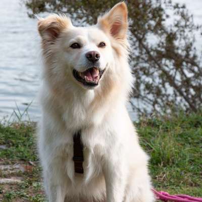 Hundetreffen-Hundefreunde gesucht-Bild