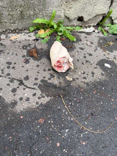 Giftköder-Schweinefuss an der Mauer-Bild