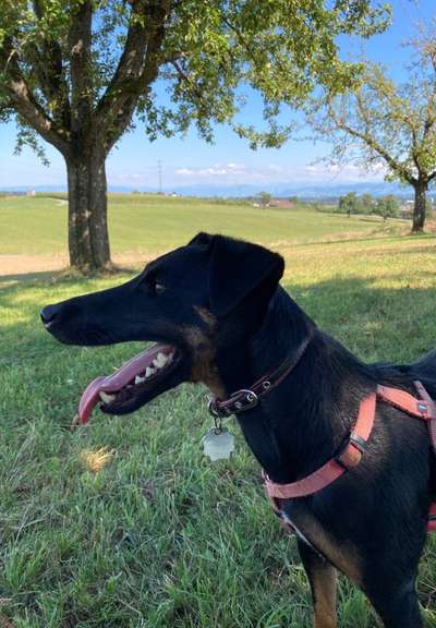 Dogorama Photo Challenge - Tierischer Urlaub-Beitrag-Bild