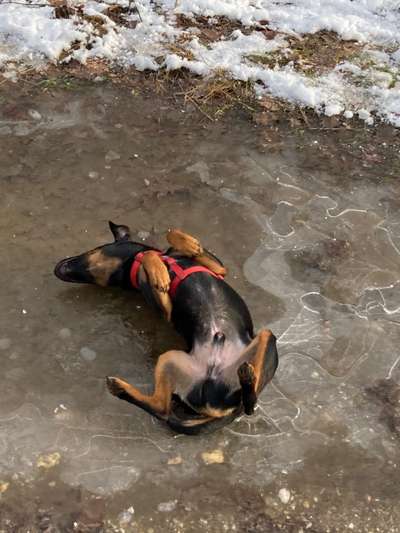 Bild wo euer Hund quatsch macht-Beitrag-Bild