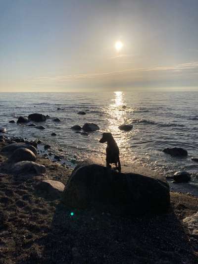 Dogorama Photo Challenge - Tierischer Urlaub-Beitrag-Bild