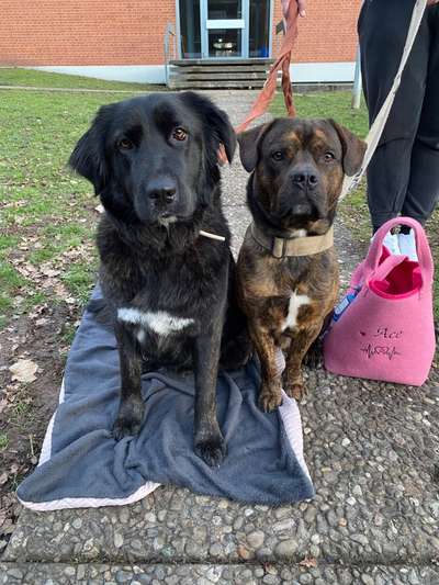 Bester Freund, Hundekumpel - zeigt her!-Beitrag-Bild