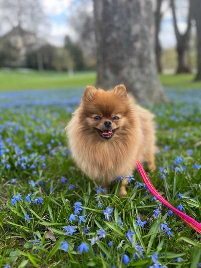 Hundetreffen-Junghündin sucht Spiel- & Gassikumpel 🐾-Bild