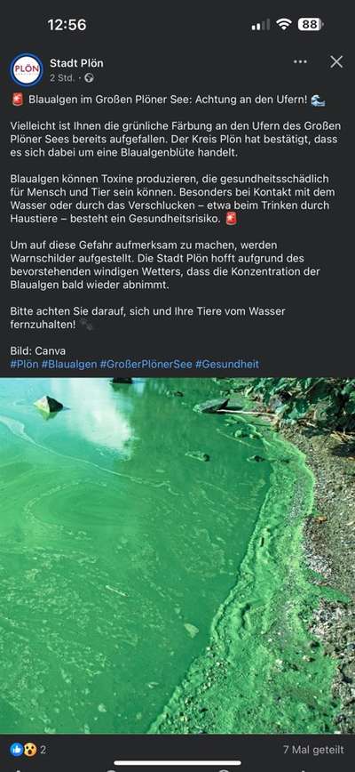 Giftköder-ACHTUNG Blaualgen-Bild