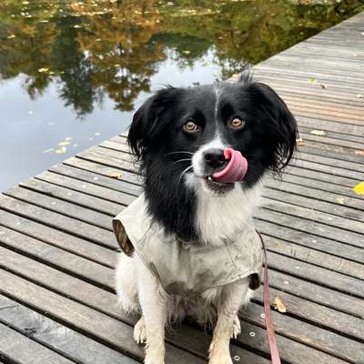 Hundetreffen-Gassi- und Spielpartner gesucht 🐾-Bild