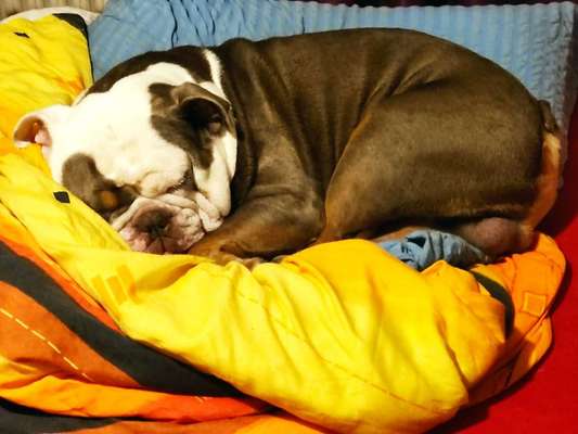 English bulldogg-Beitrag-Bild