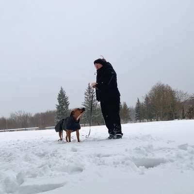 Hundetreffen-Soziale Kontakte knüpfen bei entspannten Gassirunden-Bild