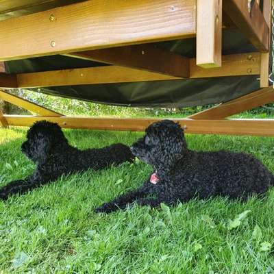 Hundetreffen-In der Gruppe spazieren-Bild