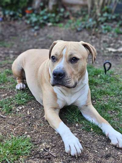 American Staffordshire Terrier 
Wo seit Ihr?-Beitrag-Bild