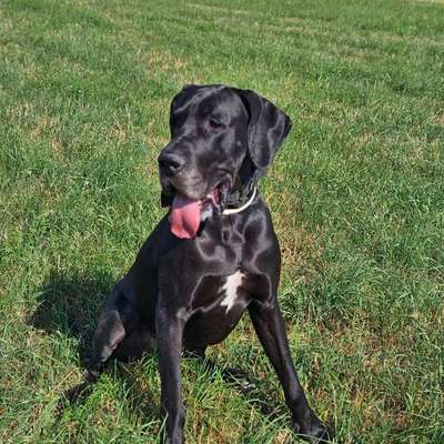 Hundetreffen-Gemeinsames Gassi gehen um Tuttlingen-Bild