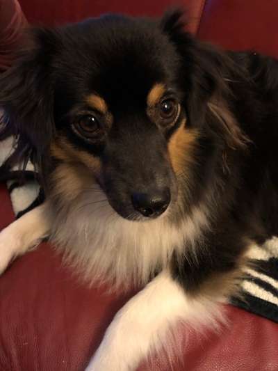 Wo sind die Aussies??-Beitrag-Bild