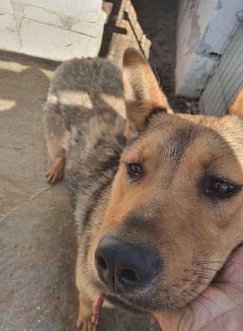 TierschutzhundeStammtisch🐕-Beitrag-Bild