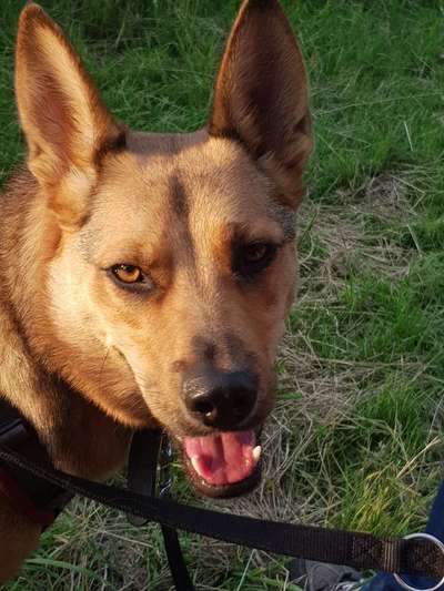 TierschutzhundeStammtisch🐕-Beitrag-Bild