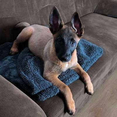 Hundetreffen-Agility/Sport und Gassi gehen-Bild