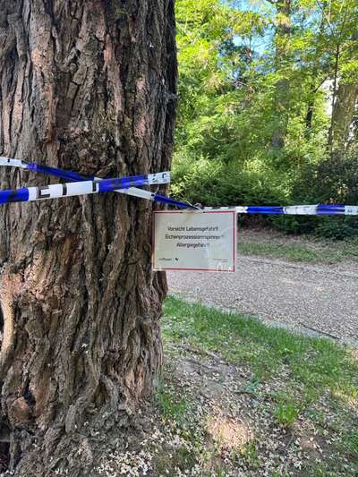 Giftköder-Eichenprozessionsspinner-Bild