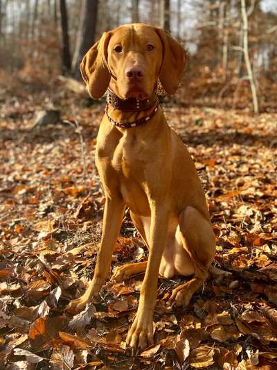 Magyar Vizsla-Beitrag-Bild