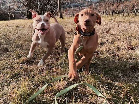 Dogorama Photo Challenge - Die besten Hundebuddys-Beitrag-Bild