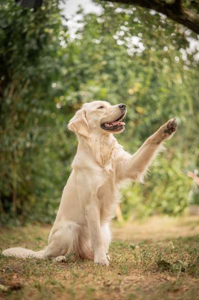 Hundetreffen-Suche Spielpartner/in für gemeinsame Gassirunden-Bild