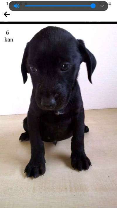 Welpen Bilder !-Beitrag-Bild