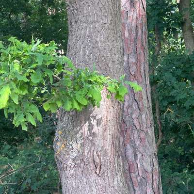 Giftköder-Eichenprozessionsspinner am Baum-Bild