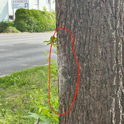 Giftköder-Mehrere Bäume Eichenprozessionsspinner-Bild