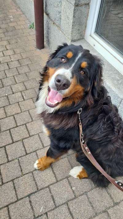 Berner Sennen-Beitrag-Bild