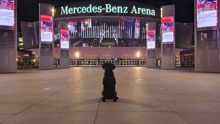 Dein Hund im Dogorama-Kalender 2021-Beitrag-Bild