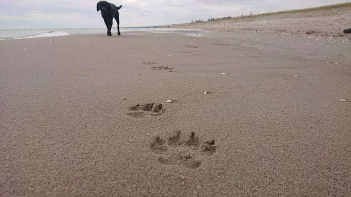 Dein Hund im Dogorama-Kalender 2021-Beitrag-Bild