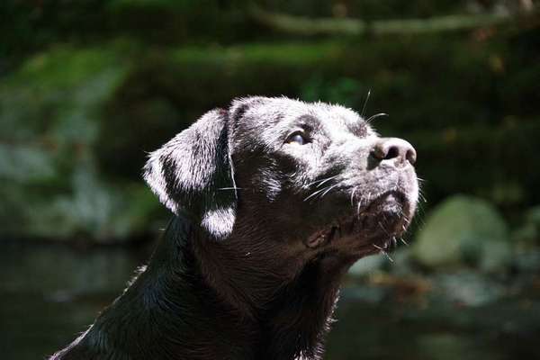 Dein Hund im Dogorama-Kalender 2021-Beitrag-Bild