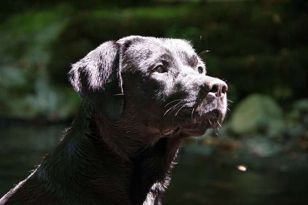 Dein Hund im Dogorama-Kalender 2021-Beitrag-Bild
