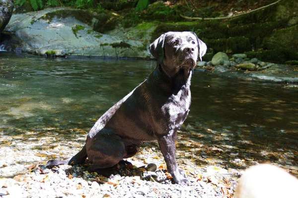 Dein Hund im Dogorama-Kalender 2021-Beitrag-Bild