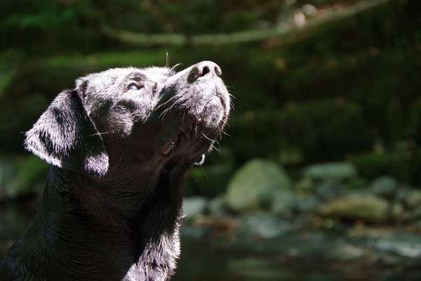Dein Hund im Dogorama-Kalender 2021-Beitrag-Bild