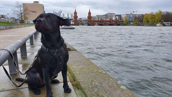 Dein Hund im Dogorama-Kalender 2021-Beitrag-Bild