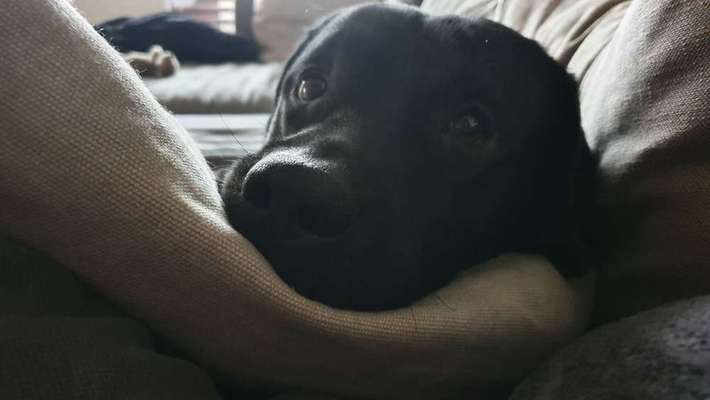 Dein Hund im Dogorama-Kalender 2021-Beitrag-Bild