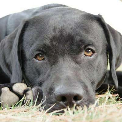 Dein Hund im Dogorama-Kalender 2021-Beitrag-Bild