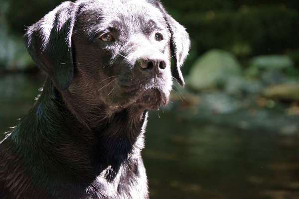 Dein Hund im Dogorama-Kalender 2021-Beitrag-Bild
