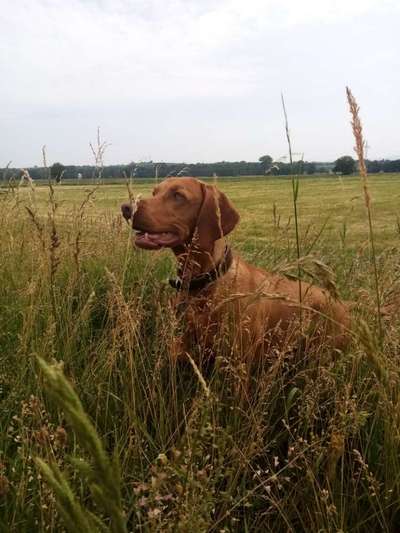 Die Dogorama Monats Challenge "Es grünt und blüht"-Beitrag-Bild