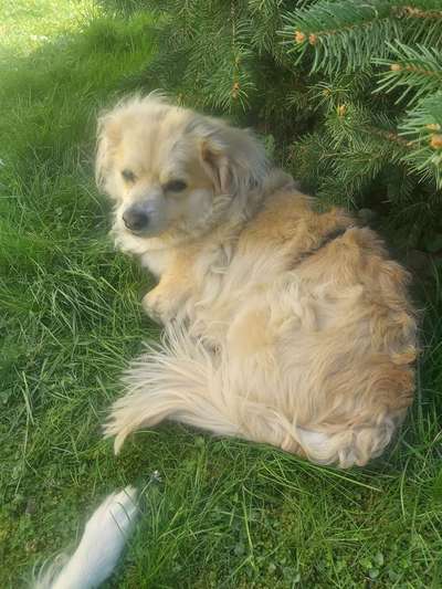 Auslandstierschutz-Beitrag-Bild