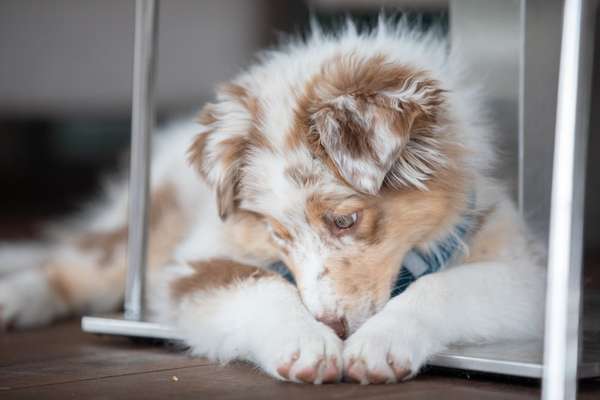 Dogorama Photo Challenge - Hundeblick zum hinschmelzen-Beitrag-Bild