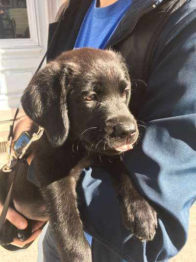 Als Welpen sind sie alle noch süßer-Beitrag-Bild