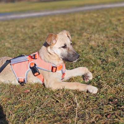 Hundetreffen-Welpenspielrunde Englischer Garten-Bild