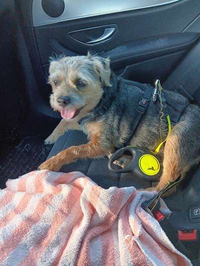 Border Terrier-Beitrag-Bild