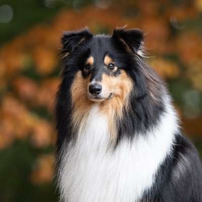 Langhaar Collies-Beitrag-Bild